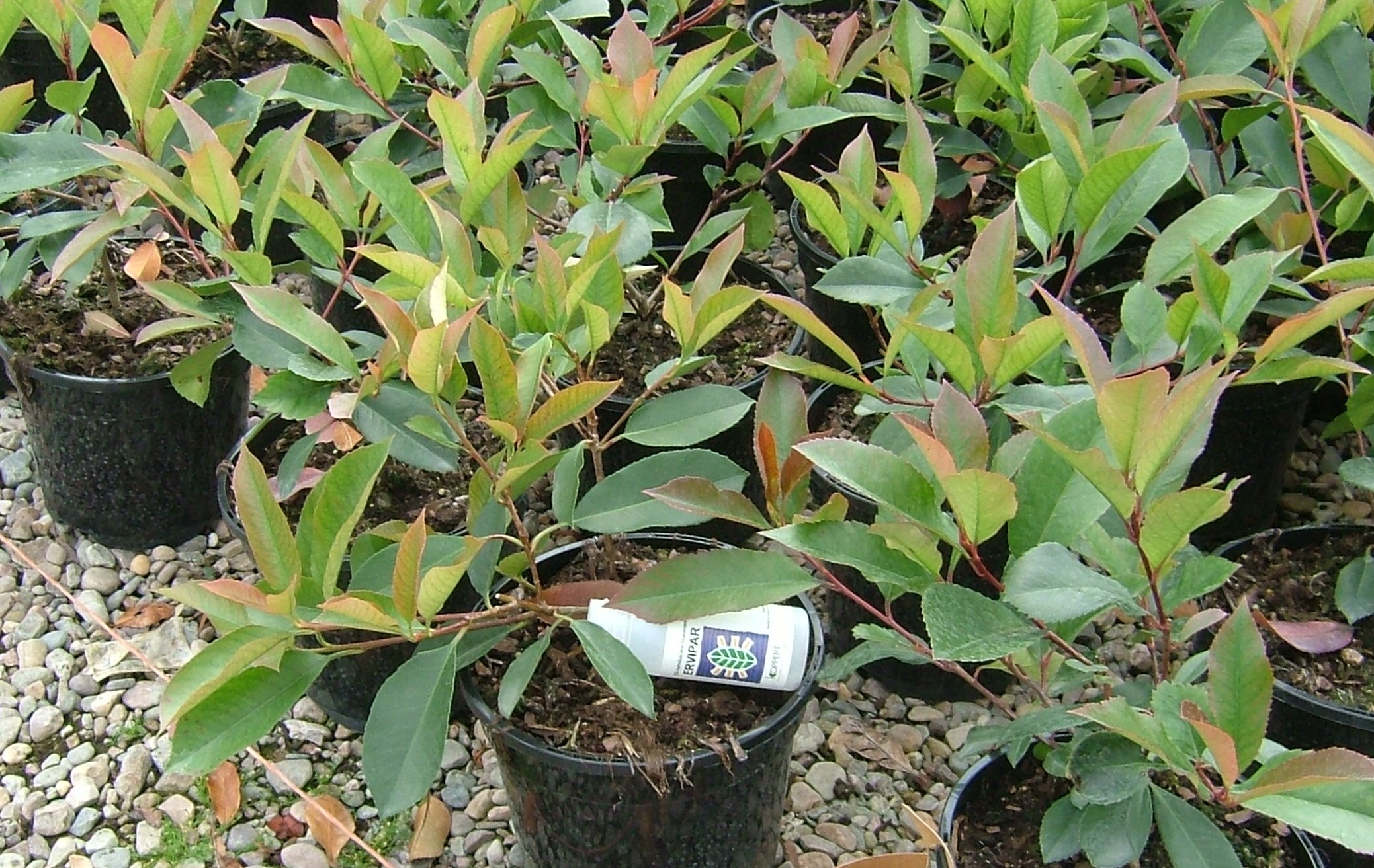 Biocontrol in HNS. © AHDB